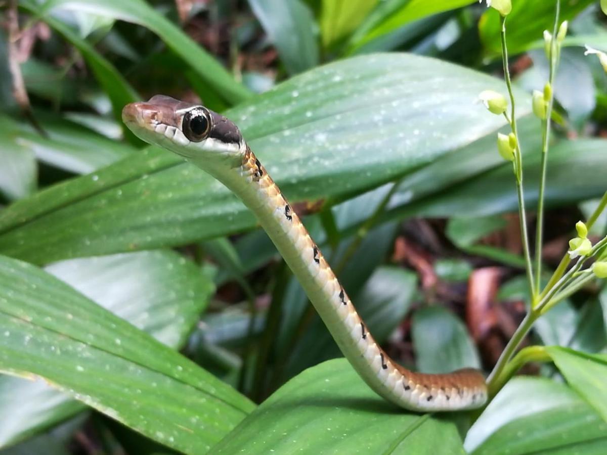 Sinharaja Vini Villa Deniyaya Esterno foto