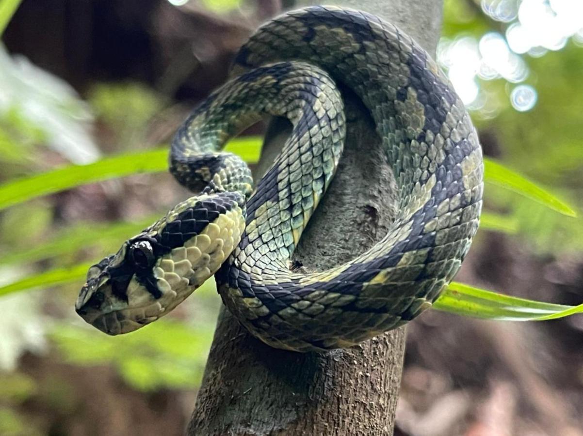 Sinharaja Vini Villa Deniyaya Esterno foto