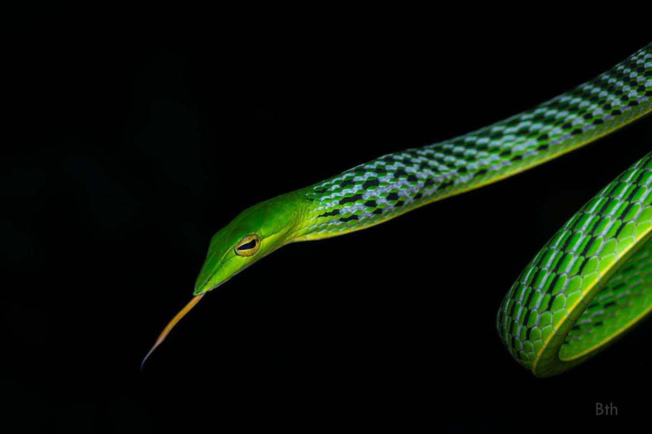 Sinharaja Vini Villa Deniyaya Esterno foto