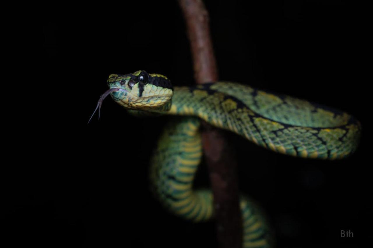 Sinharaja Vini Villa Deniyaya Esterno foto