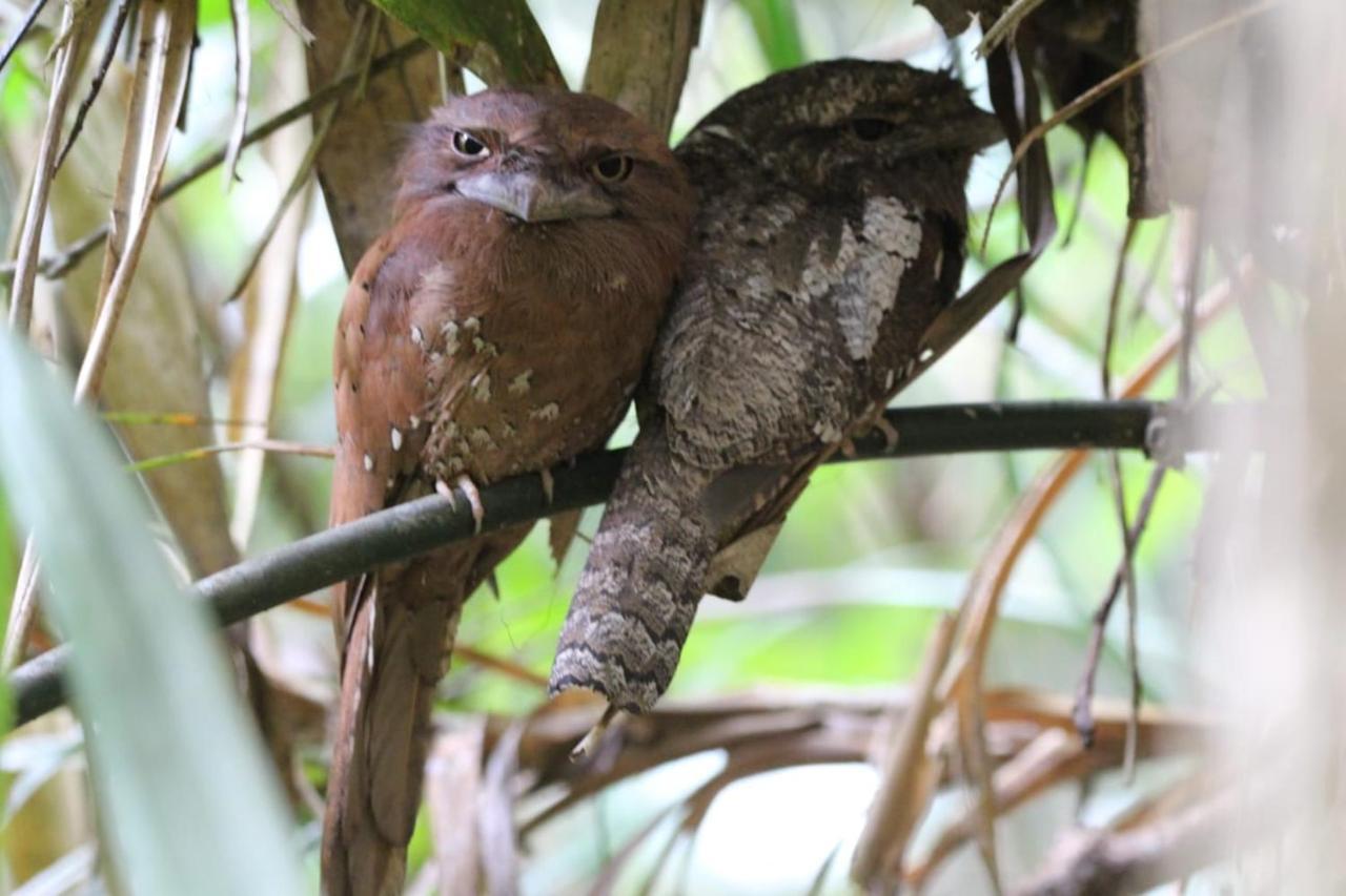 Sinharaja Vini Villa Deniyaya Esterno foto