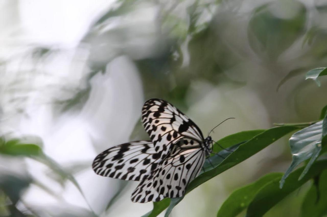 Sinharaja Vini Villa Deniyaya Esterno foto