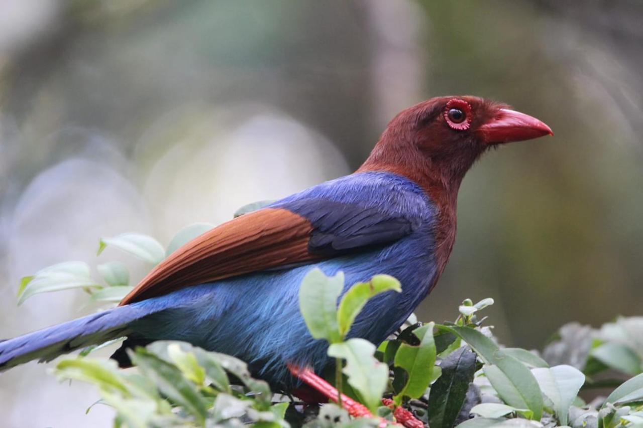 Sinharaja Vini Villa Deniyaya Esterno foto