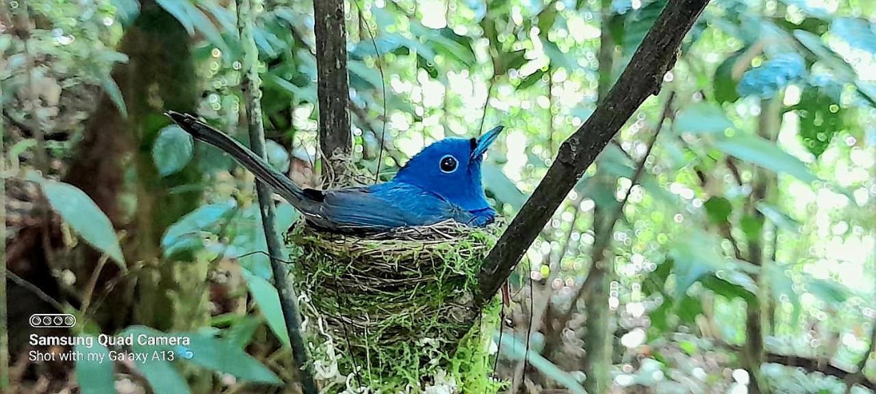 Sinharaja Vini Villa Deniyaya Esterno foto