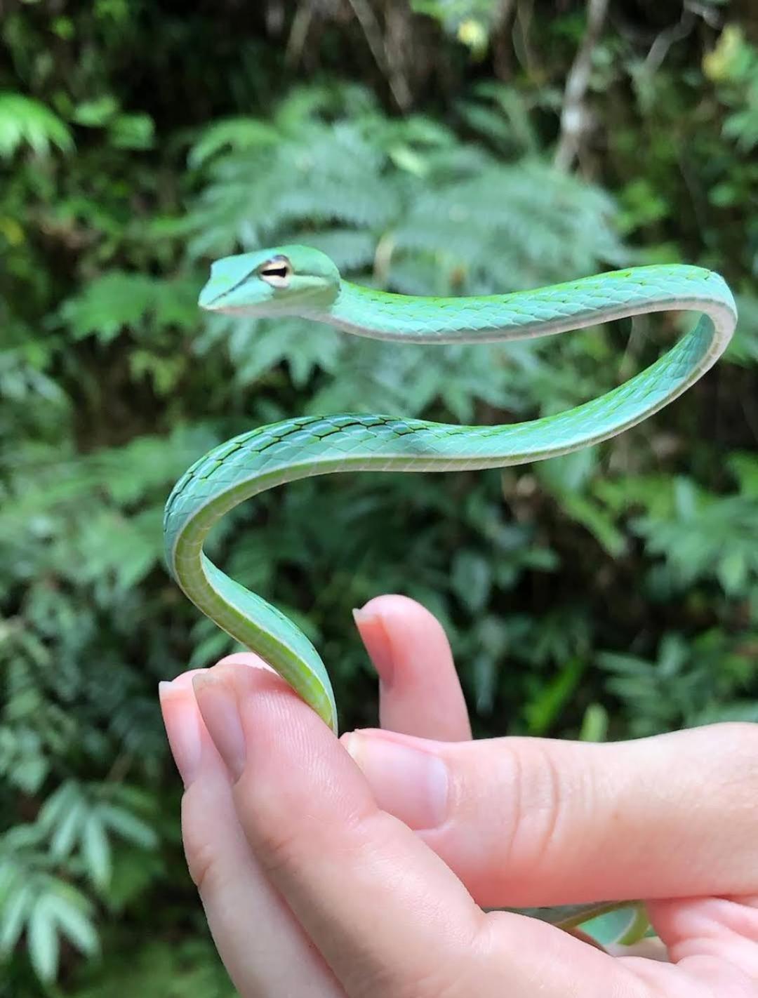 Sinharaja Vini Villa Deniyaya Esterno foto