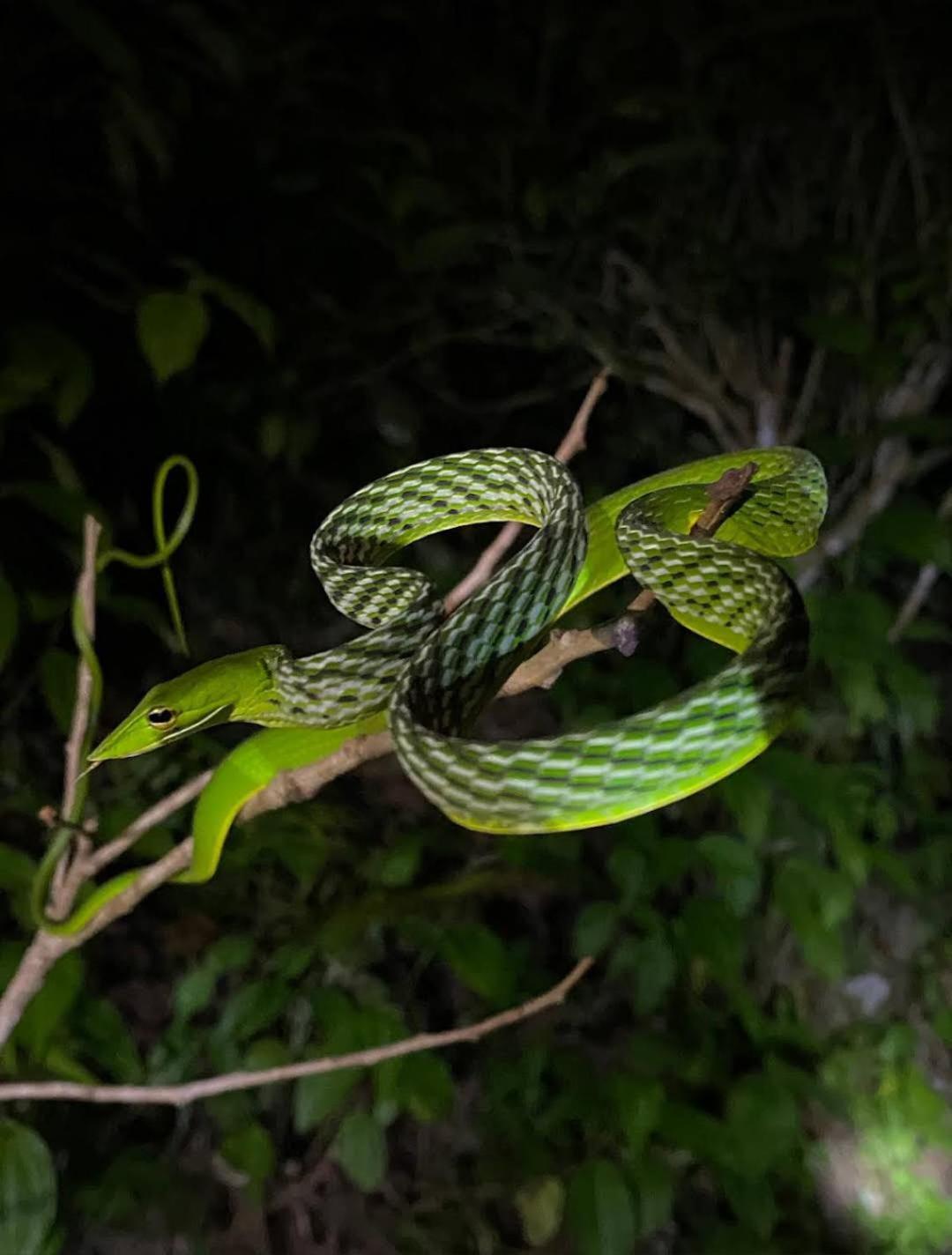 Sinharaja Vini Villa Deniyaya Esterno foto
