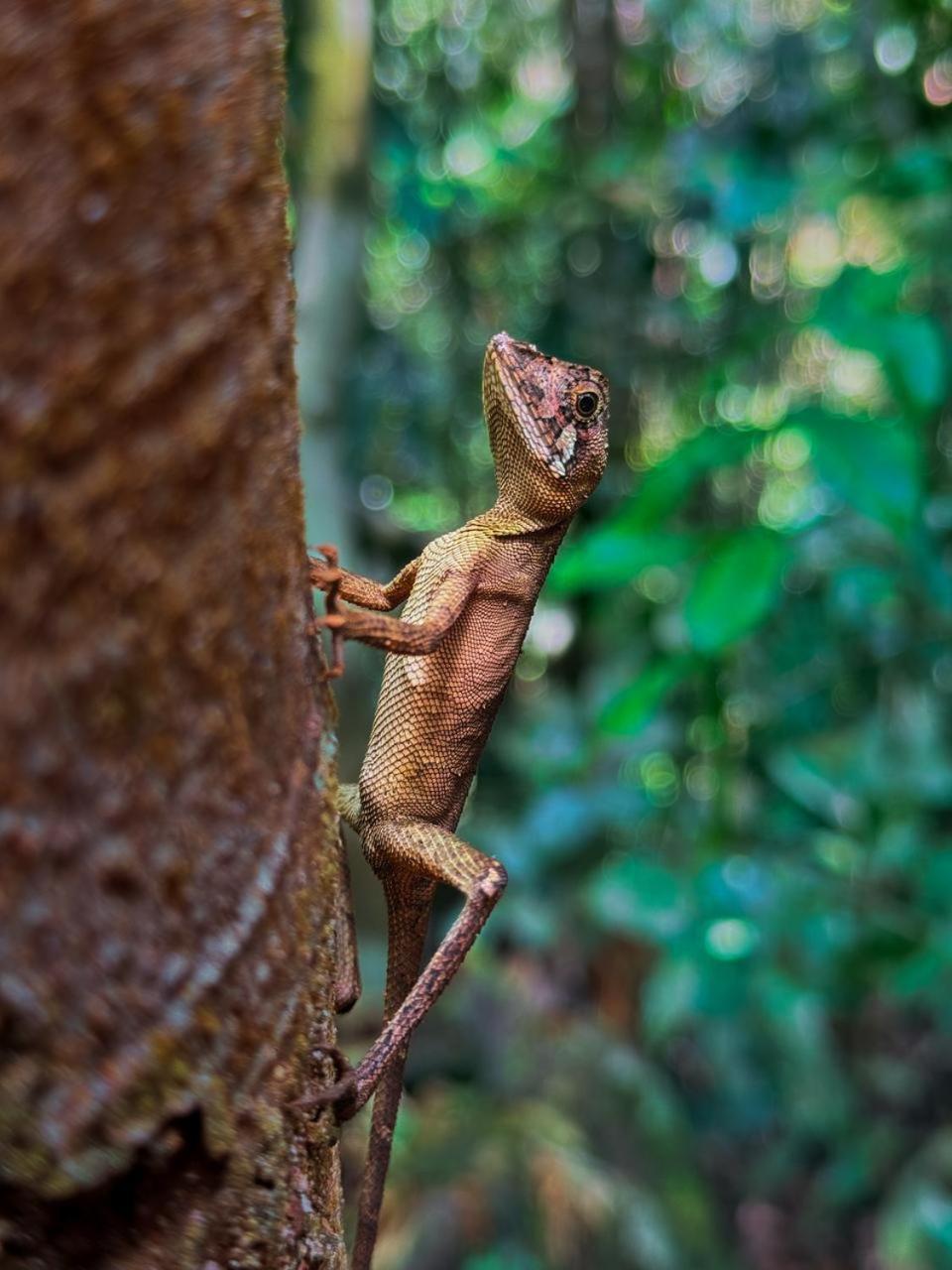 Sinharaja Vini Villa Deniyaya Esterno foto
