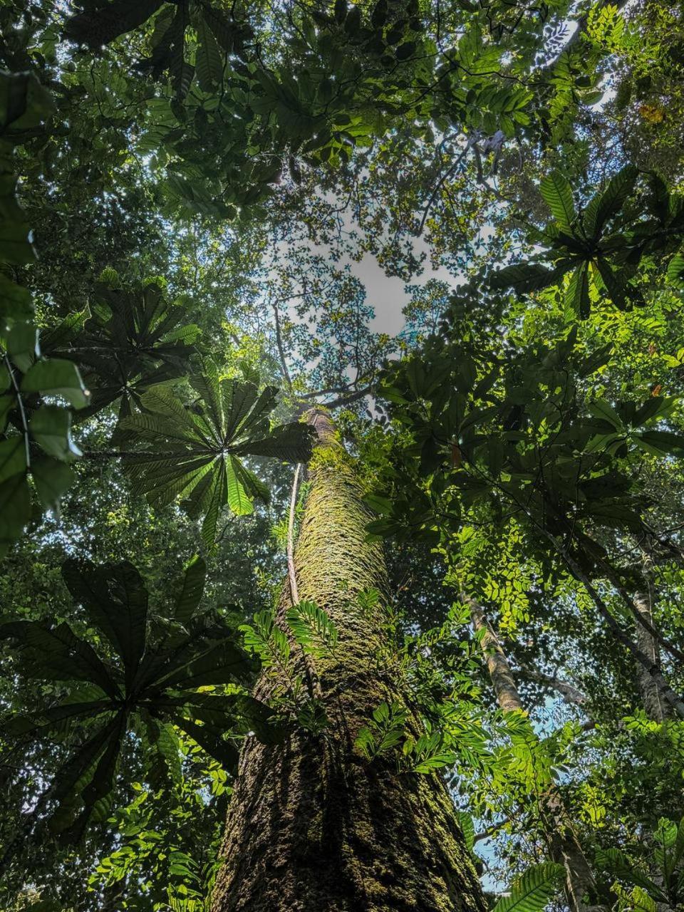 Sinharaja Vini Villa Deniyaya Esterno foto