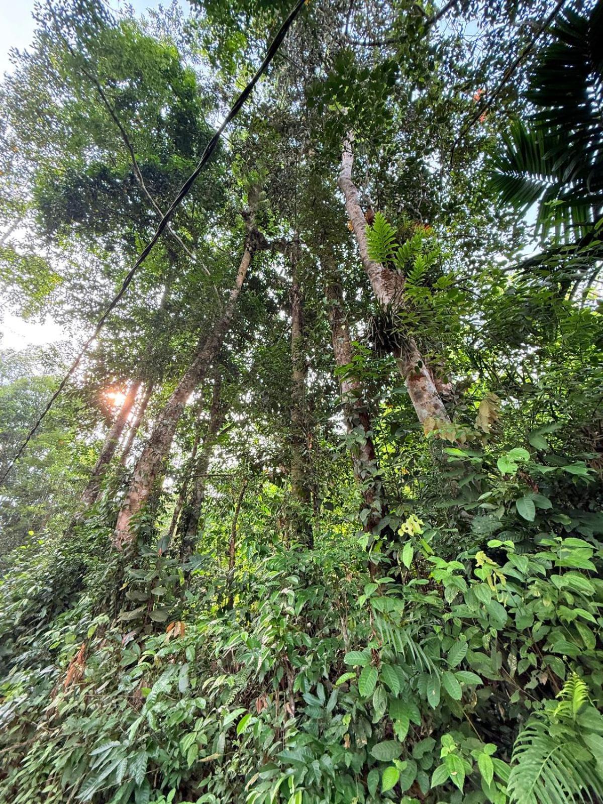 Sinharaja Vini Villa Deniyaya Esterno foto