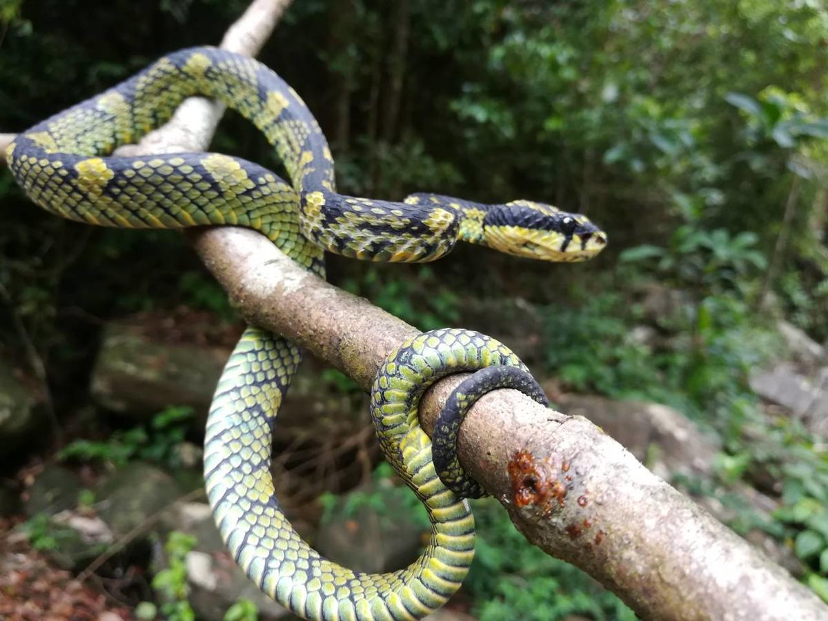 Sinharaja Vini Villa Deniyaya Esterno foto