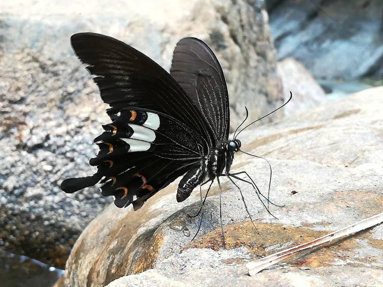 Sinharaja Vini Villa Deniyaya Esterno foto