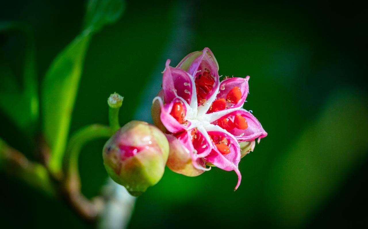 Sinharaja Vini Villa Deniyaya Esterno foto