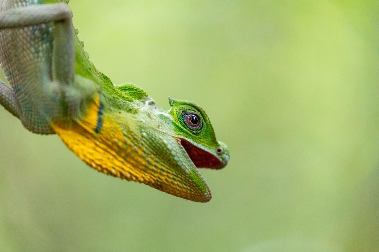 Sinharaja Vini Villa Deniyaya Esterno foto